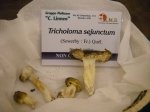 tricholoma sejunctum